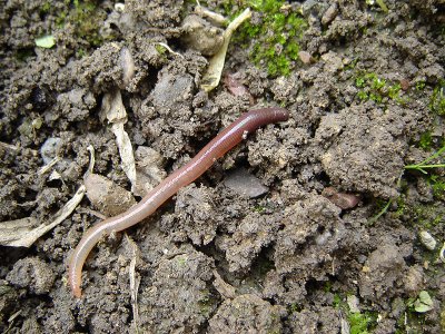 Earthworm_on_the_ground.jpg